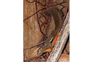 Exotische Säuger kaufen und verkaufen Foto: Baumhörnchen aus Aussenvoliere abzugeben