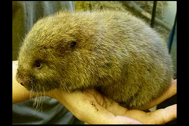 Exotic mammals kaufen und verkaufen Photo: 0,4 kleine Bambusratten ((Cannomys badius)