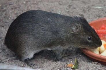 Exotic mammals kaufen und verkaufen Photo: Zuchtgruppe Sumpfmeerschweinchen (Cavia magna)