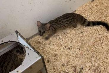 Exotische Säuger kaufen und verkaufen Foto: 1,0 Kleinfleckginsterkatze (Genetta Genetta)