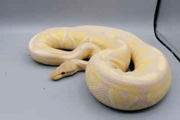 Ball Pythons kaufen und verkaufen Photo: Königspythons - Männchen - verschiedene Farben 
