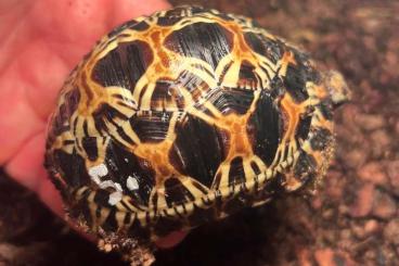 Schildkröten  kaufen und verkaufen Foto: ASTROCHELYS RADIATA AVAILABLE BABIES