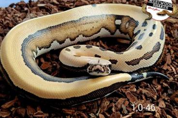 Pythons kaufen und verkaufen Foto: Python brongersmai / Bloodpython / Blutpython