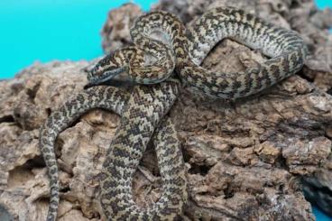 Pythons kaufen und verkaufen Foto: Morelia spilota ssp.  (Carpet Python, Teppichpython)