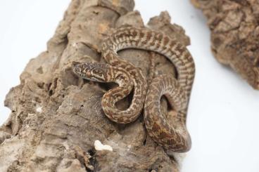 Pythons kaufen und verkaufen Photo: Morelia spilota ssp.  (Carpet Python, Teppichpython)