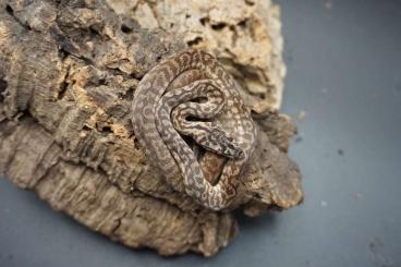 Pythons kaufen und verkaufen Foto: Morelia spilota ssp.  (Carpet, Teppichpython)