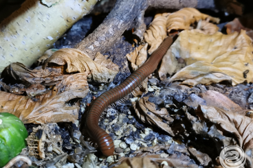 andere Wirbellose kaufen und verkaufen Foto: Tausendfüßer Spirostreptus spec.1 Tansania