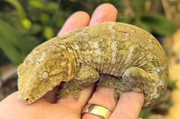 Geckos kaufen und verkaufen Foto: Rhacodactylus leachianus pure Pine Island Geckos kaufen und verkaufen Foto: Rhacodactylus leachianus pure Pine Island
