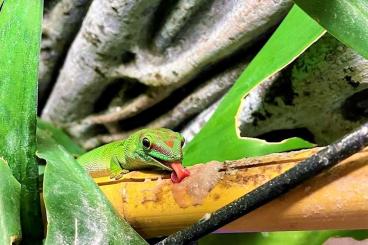 Geckos kaufen und verkaufen Photo: insgesamt 3 Madagaskar Taggeckos High Red (Phelsuma Grandis) abzugeben