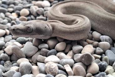 Boas kaufen und verkaufen Photo: Boa Constrictor Longicauda Zero