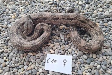 Boas kaufen und verkaufen Foto: Boa Constrictor Occidentalis