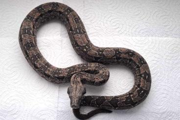 Boas kaufen und verkaufen Photo: Boa Constrictor Occidentalis