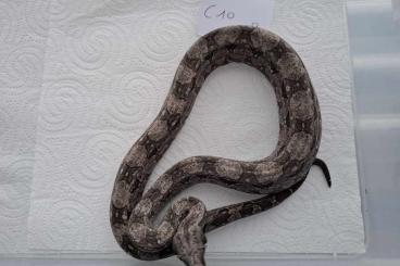 Boas kaufen und verkaufen Foto: Boa Constrictor Occidentalis