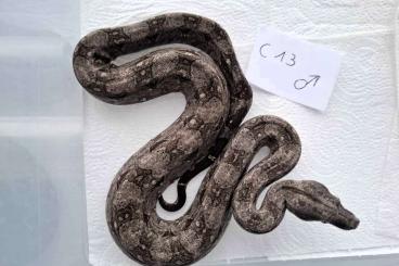 Boas kaufen und verkaufen Photo: Boa Constrictor Occidentalis Boas kaufen und verkaufen Photo: Boa Constrictor Occidentalis