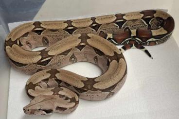 Boas kaufen und verkaufen Photo: Boa constrictor - Surinam Redtailboa Boas kaufen und verkaufen Photo: Boa constrictor - Surinam Redtailboa