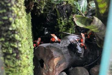 frogs kaufen und verkaufen Photo: Oophaga Histrionica Quibdo