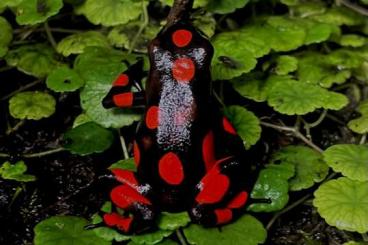 Frösche kaufen und verkaufen Foto: Oophaga Histrionica Bahia Solano Frösche kaufen und verkaufen Foto: Oophaga Histrionica Bahia Solano