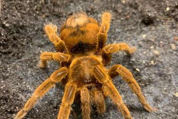 Spinnen und Skorpione kaufen und verkaufen Foto: Suche Pamphobeteus ultramarinus 1.0