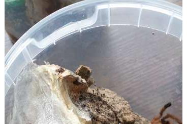 Spiders and Scorpions kaufen und verkaufen Photo: Biete adulten Avicularia hirschii Bock