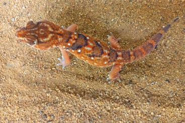 Lizards kaufen und verkaufen Photo: Chondrodactylus angulifer 1,1 NZ 24