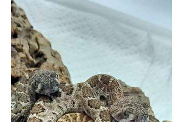 Giftschlangen kaufen und verkaufen Foto: Houten Snakeday 6.10.2024