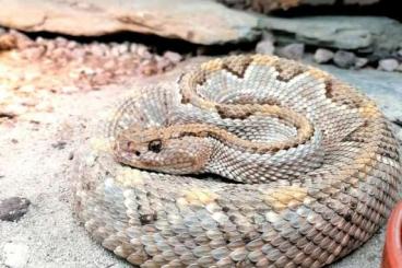 Venomous snakes kaufen und verkaufen Photo: Aruba Klapperschlange / Crotalus unicolor