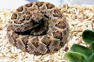 Venomous snakes kaufen und verkaufen Photo: Aruba Rattlesnake Crotalus unicolor