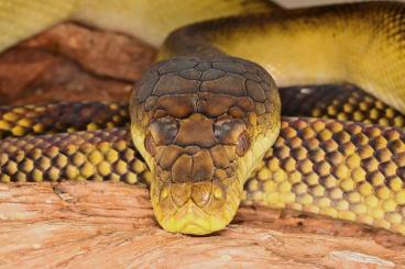 Schlangen kaufen und verkaufen Foto: LTC 1,0/2016 Mollucan Python (Simalia clastolepis)