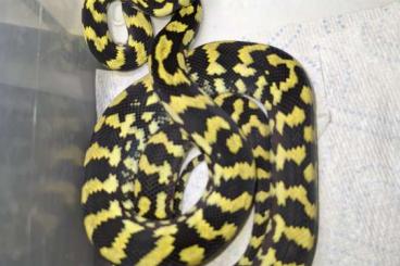 Snakes kaufen und verkaufen Photo: Gebe ab Morelia Spilota Cheynei