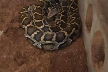 Pythons kaufen und verkaufen Foto: Tigerpythons abzugeben ...