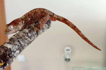 Geckos kaufen und verkaufen Foto: Mniarogekko chahoua, Rhacodactylus auriculatus and ciliatus