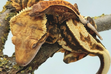 Geckos kaufen und verkaufen Photo: Correlophus ciliatus super offer