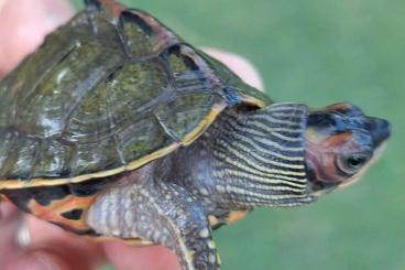 Schildkröten  kaufen und verkaufen Foto: Turtles...Turtles...Turtles...