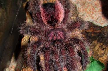 Spinnen und Skorpione kaufen und verkaufen Foto: Avicularia juruensis M2,Caribena laeta,Psalmopoeus victori 