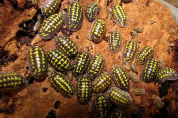 Krebstiere terrestrisch  kaufen und verkaufen Foto: Armadillidium gestroi,maculatum,Porcellio laevis,scaber Lava