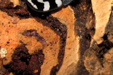 Insekten kaufen und verkaufen Foto: Cockroaches Therea olegrandjeani a Lucihormetica verrucosa Insekten kaufen und verkaufen Foto: Cockroaches Therea olegrandjeani a Lucihormetica verrucosa