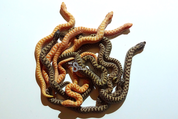 Snakes kaufen und verkaufen Photo: Heterodon nasicus (Westliche Hakennasennatter) DNZ 2024 aus Hobbyzucht