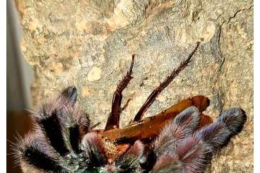 Spiders and Scorpions kaufen und verkaufen Photo: Verschiedene Voraussetzungen abzugeben 