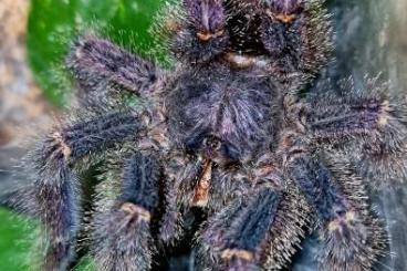 Spinnen und Skorpione kaufen und verkaufen Foto: Bitte zum Versand Avicularia bicegoi (nicolai)