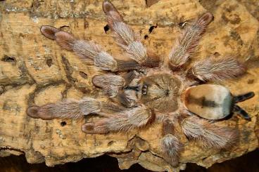 Spinnen und Skorpione kaufen und verkaufen Foto: Psalmopoeus emeraldus 0.3 jung adult 