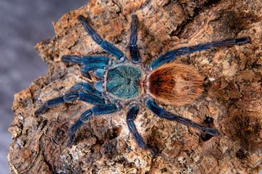 Spiders and Scorpions kaufen und verkaufen Photo: Biete für Hamm verschiedene adulten Tiere 