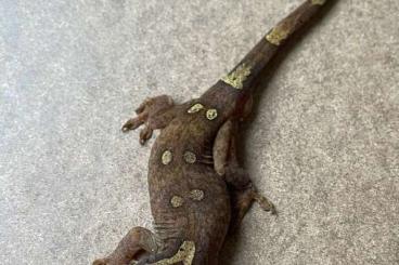 Geckos kaufen und verkaufen Foto: Correlophus sarasinorum, ciliatus