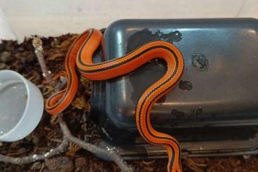 Colubrids kaufen und verkaufen Photo: 1.2 Oreocryptophis porphyraceus coxi