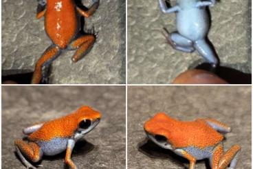 Poison dart frogs kaufen und verkaufen Photo: Oophaga pumilio Esperanza / Escudo / Colon