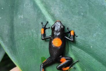 Pfeilgiftfrösche kaufen und verkaufen Foto: 0,0,2 Oophaga histrionica Bullseye (Hamm)