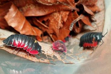 Krebstiere terrestrisch  kaufen und verkaufen Foto: Merulanella sp. Ember Bee 'Colour Splash' Farbmorphen