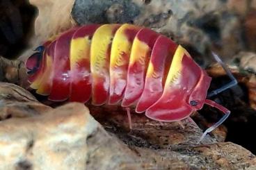 Krebstiere terrestrisch  kaufen und verkaufen Foto: Merulanella sp. Scarlet, Tricolor, Farbmix - Isopod - Zierassel