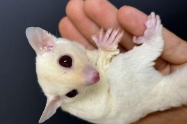 Exotic mammals kaufen und verkaufen Photo: Sugar glider Petaurus breviceps