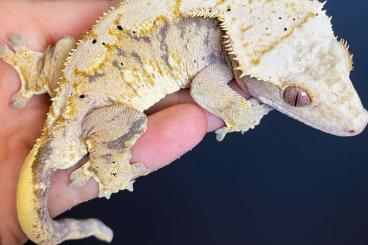 Geckos kaufen und verkaufen Photo: Crested Geckos C. ciliatus 