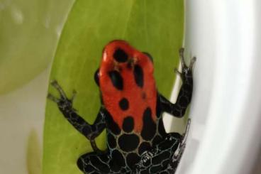 Poison dart frogs kaufen und verkaufen Photo: Jungtiere von Ranitomeya reticulata und Oophaga Pumilio "bribri" 